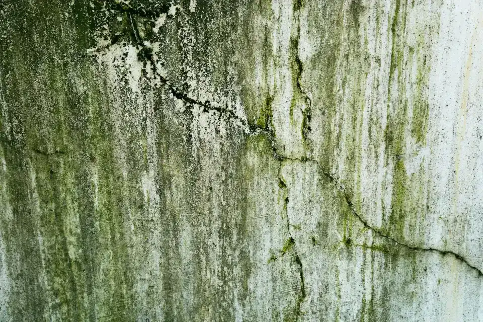Our Story: Science-Backed Mold Solutions for the Central Coast